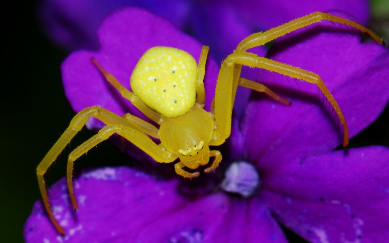Паук птицеед Poecilotheria Metallica