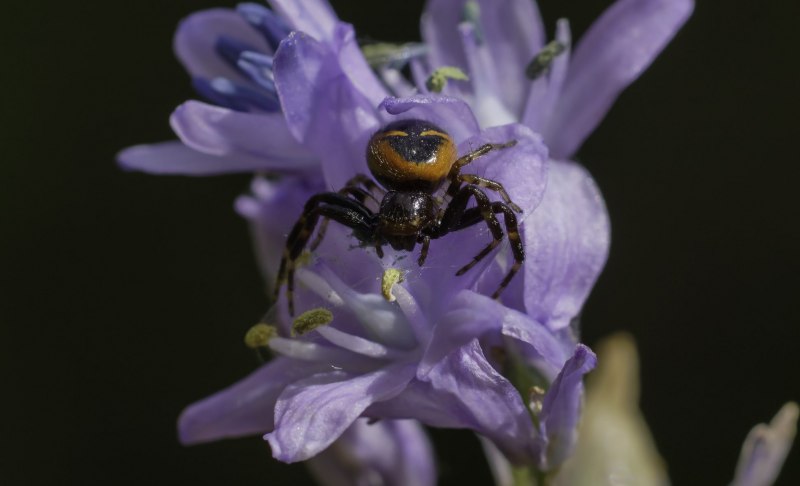 Паук птицеед Poecilotheria Metallica