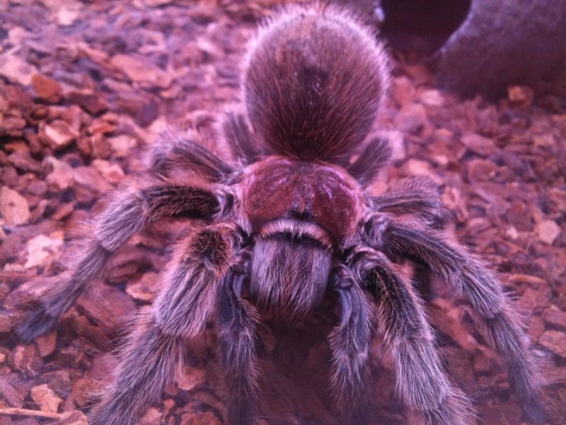 Паук-птицеед Chromatopelma cyaneopubescens