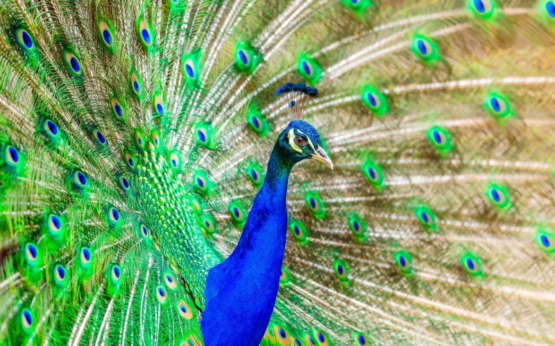 Amazonia Blue-Peacock.