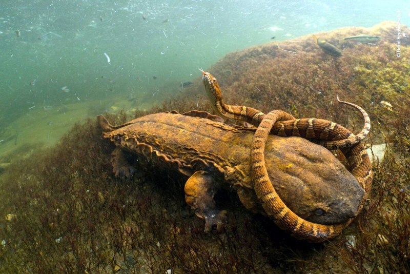 Саламандра китайская водяная