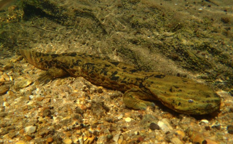 Cryptobranchus alleganiensis