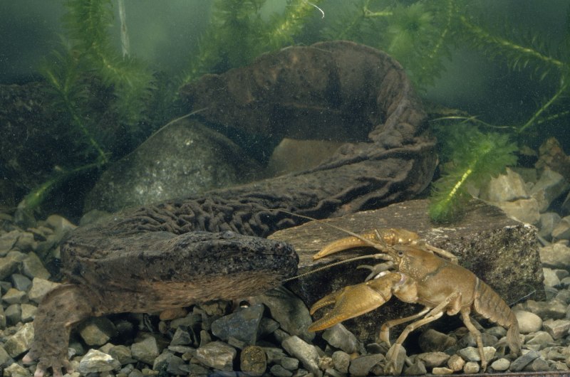 Giant Salamanders Cencory Knods