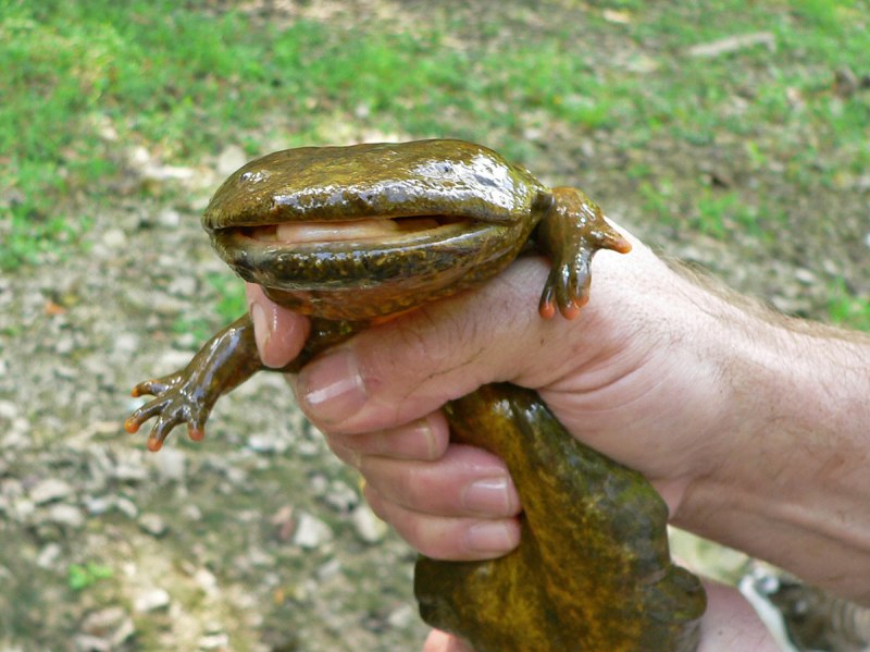 Hellbender animal