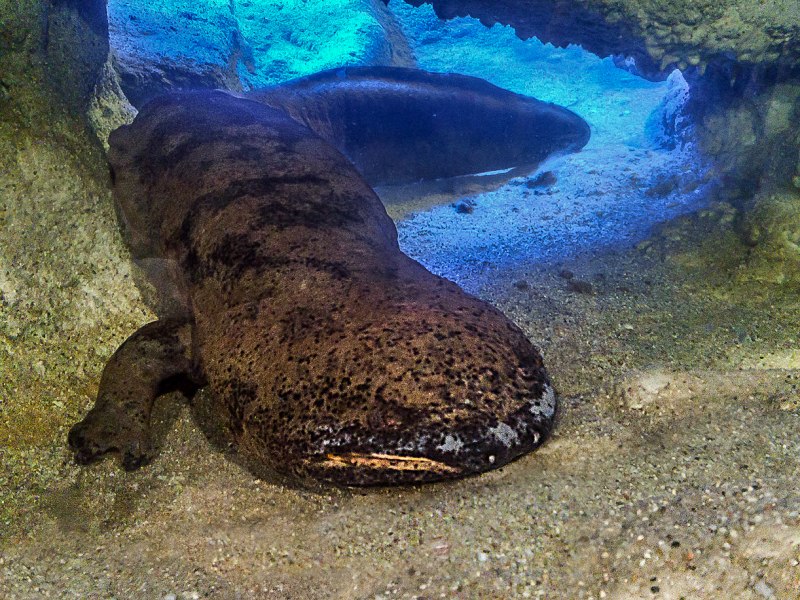 Cryptobranchus alleganiensis