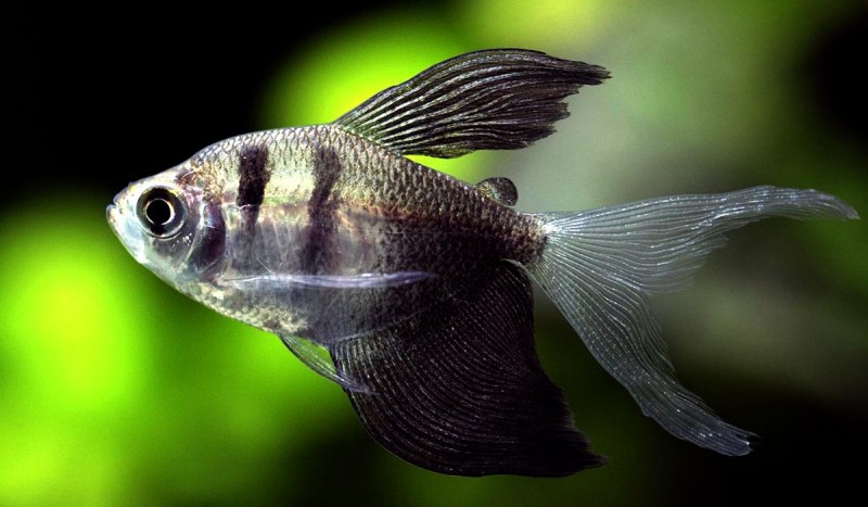 Тернеция (Gymnocorymbus ternetzi)