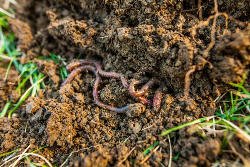 Красный червь (Lumbricus rubellus