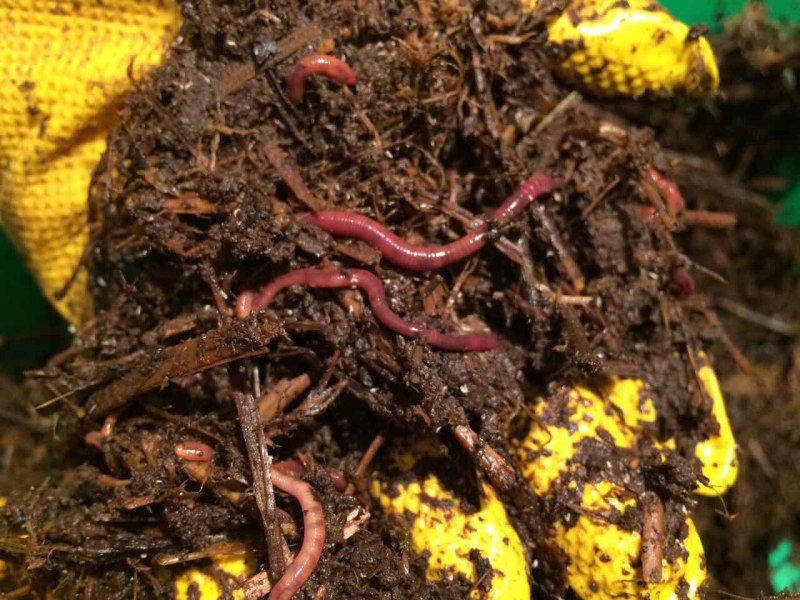 Красный червь (Lumbricus rubellus