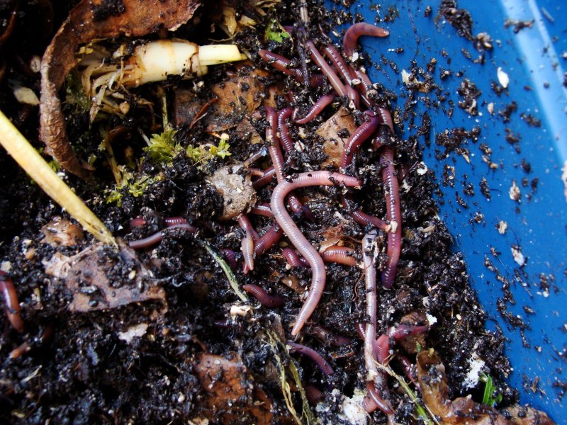 Дождевой червь Lumbricus terrestris