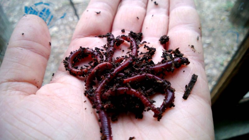 Червь Земляной (Lumbricus terrestris)
