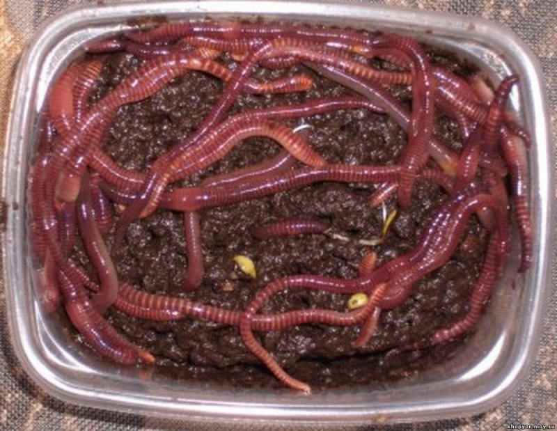 Червь Земляной (Lumbricus terrestris)