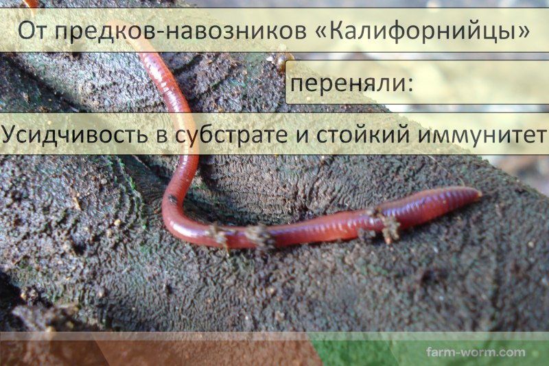 Червь Старатель для огорода