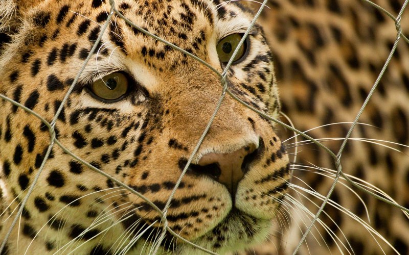 Ягуар (le Jaguar) 1996