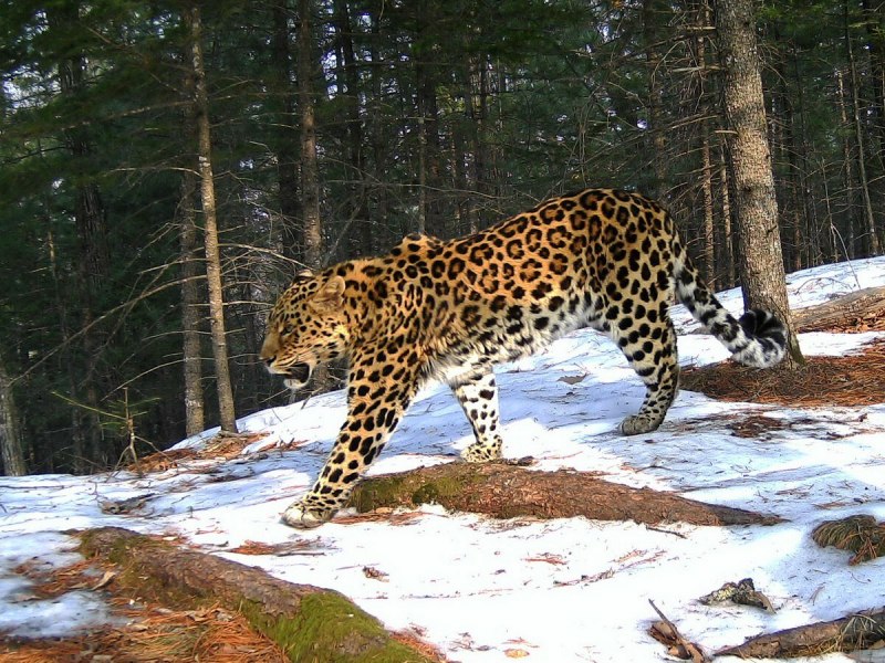 Леопард Panthera pardus