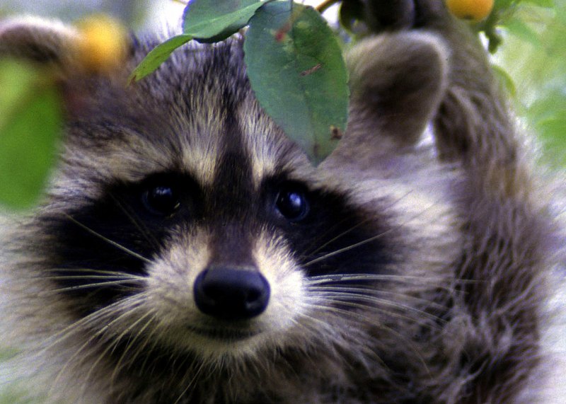 Procyon lotor
