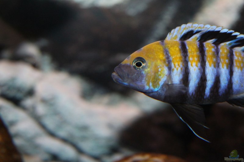Labidochromis Perlmutt