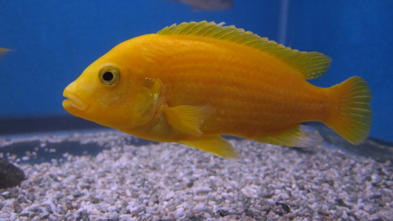 Labidochromis Perlmutt