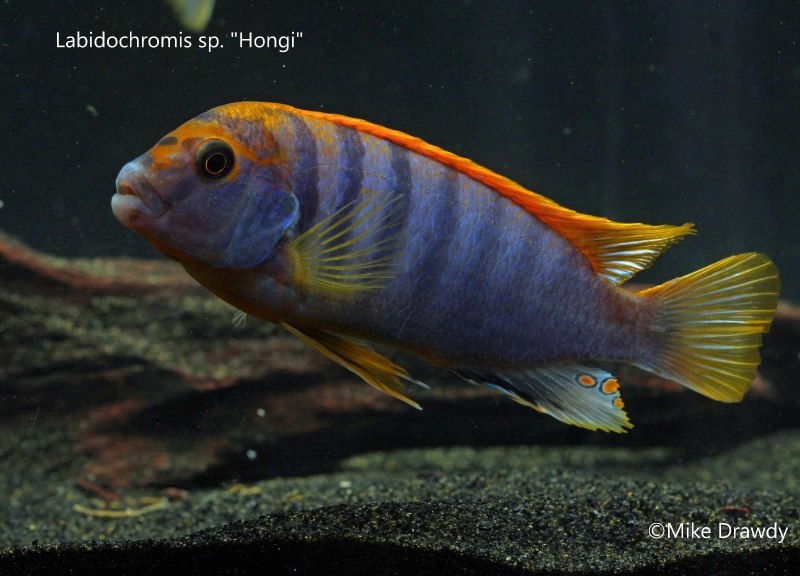 Labidochromis freibergi