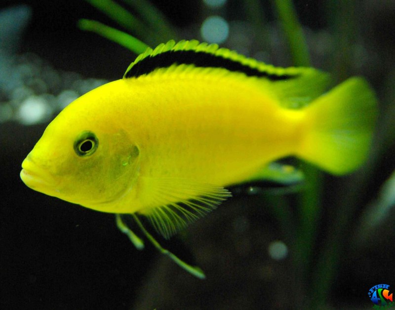 Labidochromis lividus