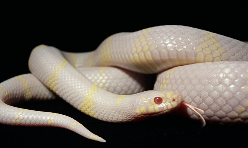 Королевская белая змея (55 фото)