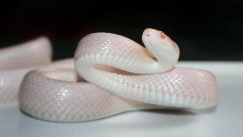 Королевский питон Albino
