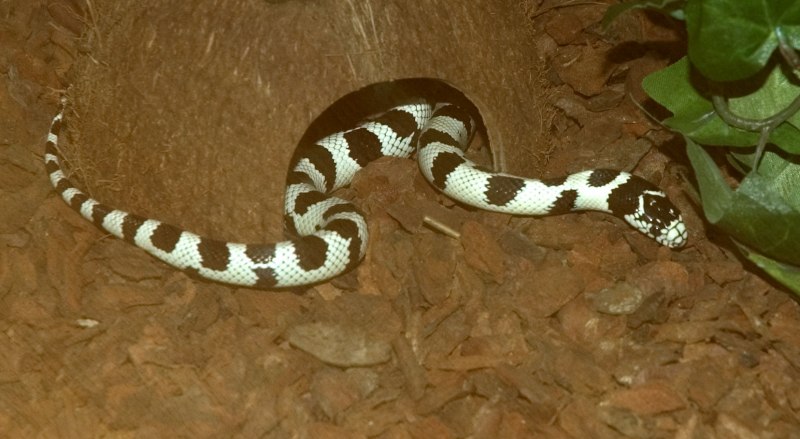 Королевский питон морфы Mojave