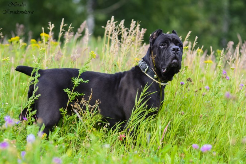 Кане Корсо (Cane Corso)