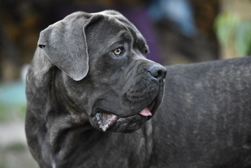 Кане Корсо (Cane Corso)