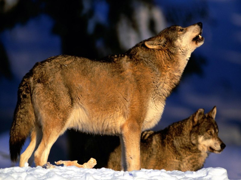 Canis Mosbachensis