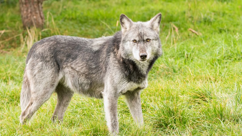 Волк canis Lupus