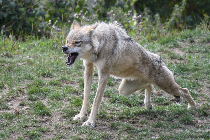 Canis Lupus (Wolf)