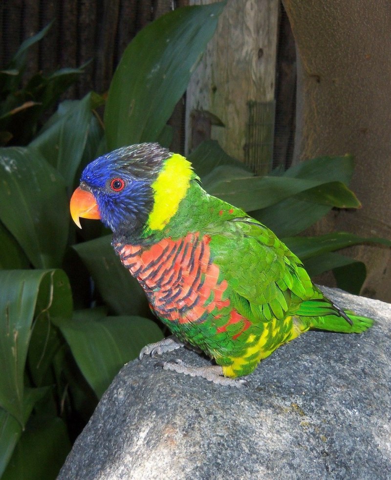 Psittaculirostris desmarestii