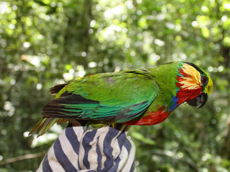 Psittaculirostris desmarestii