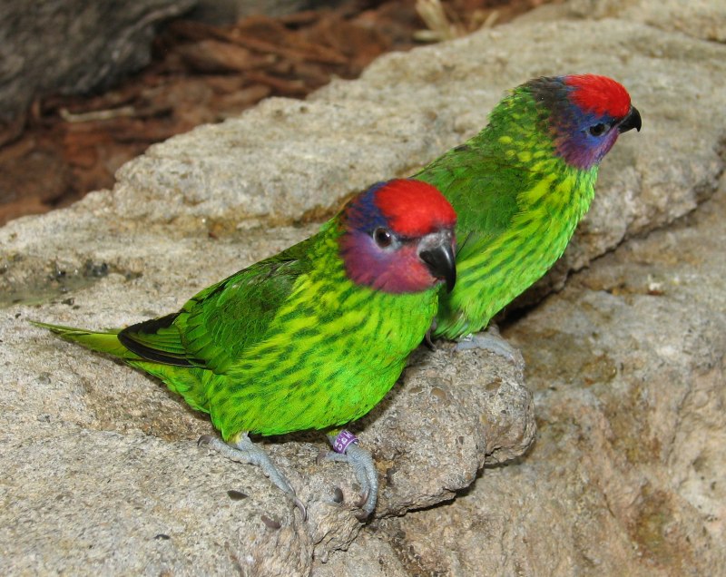 Cardinal Lory