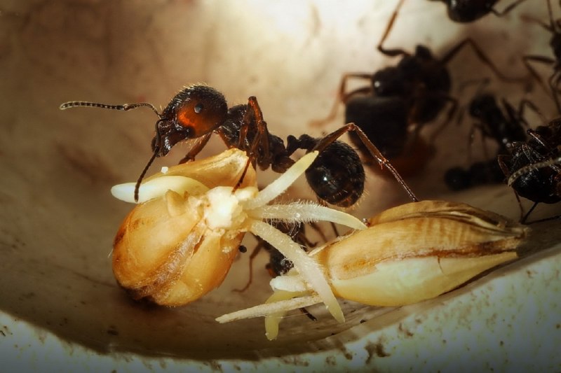 Messor CF. Ebeninus