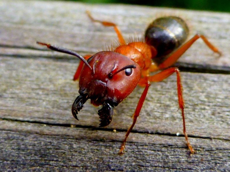 Матка муравья Messor barbarus