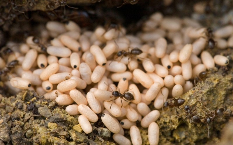 Муравьи Myrmecia