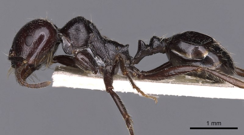 Муравьи Messor barbarus