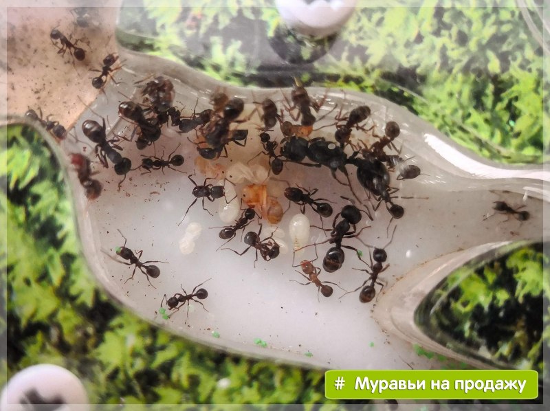 Messor structor муравей-Жнец