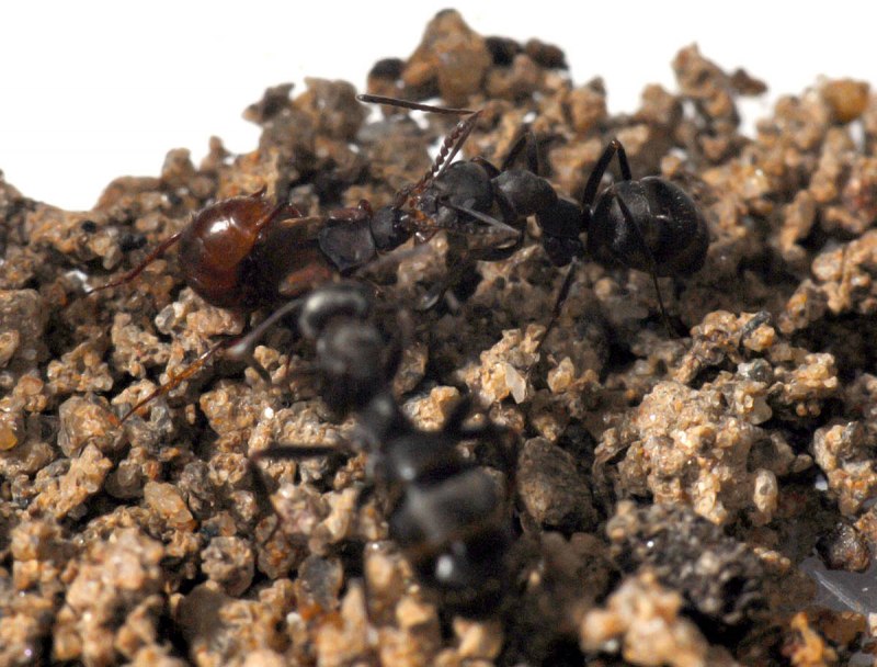 Messor arenarius (песчаный муравей-Жнец)