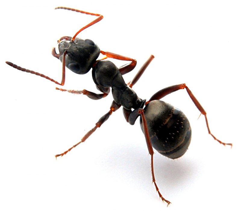 Messor CF. Structor (муравей-Жнец)