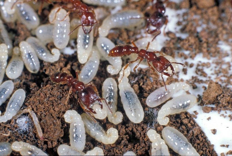 Муравьи Messor barbarus