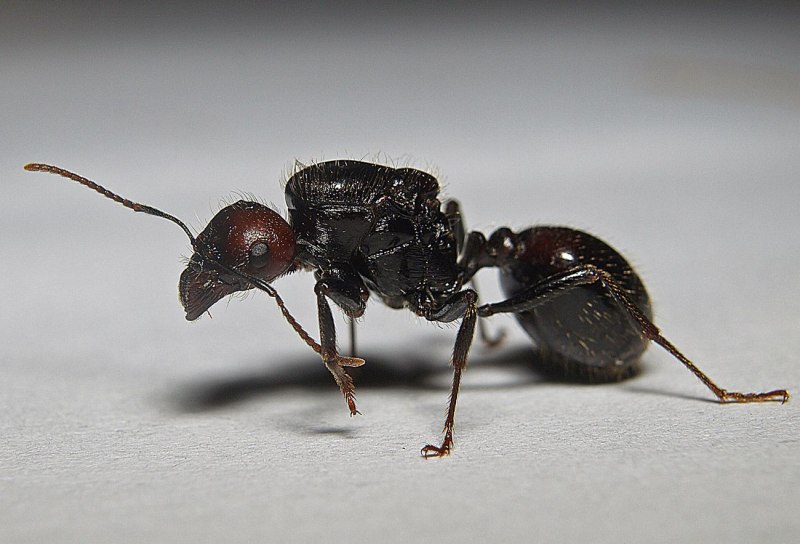 Messor arenarius