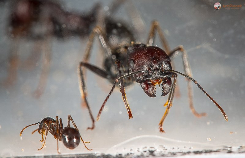 Муравьи Messor barbarus