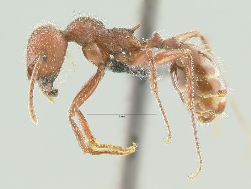 Messor intermedius
