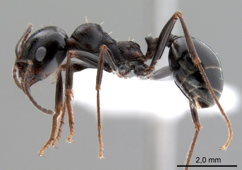 Messor aralocaspius