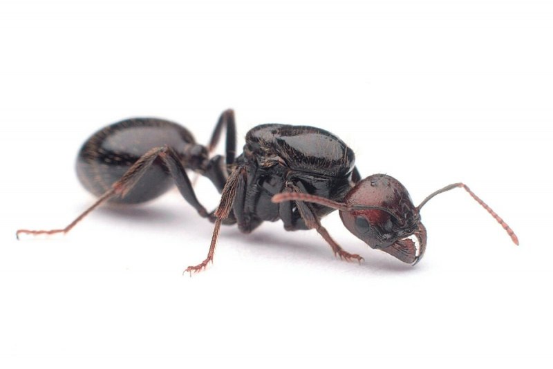 Camponotus Gigas матка