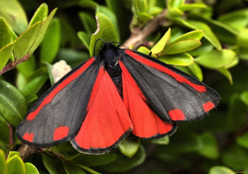 Cymothoe Sangaris