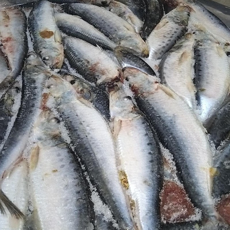 Сардина Иваси рыба