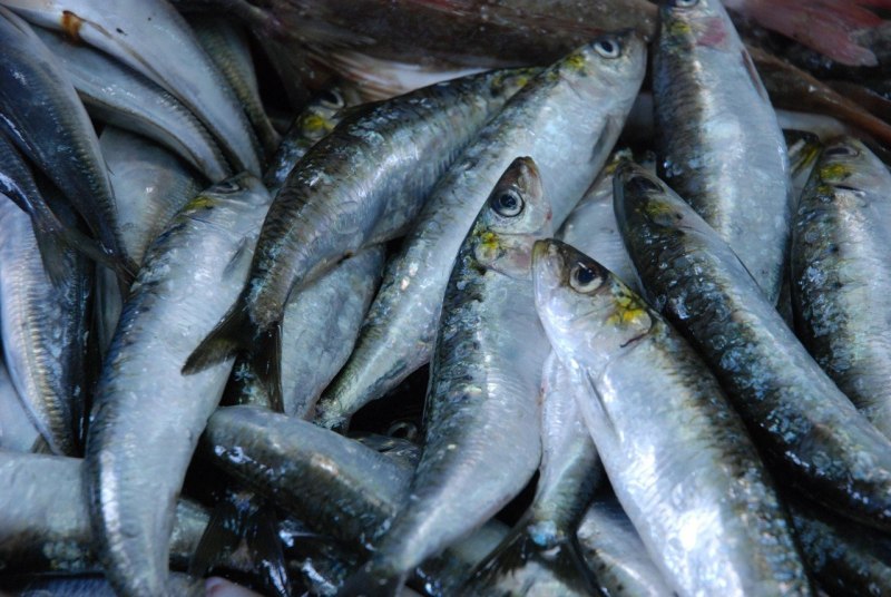 Sardina pilchardus pilchardus